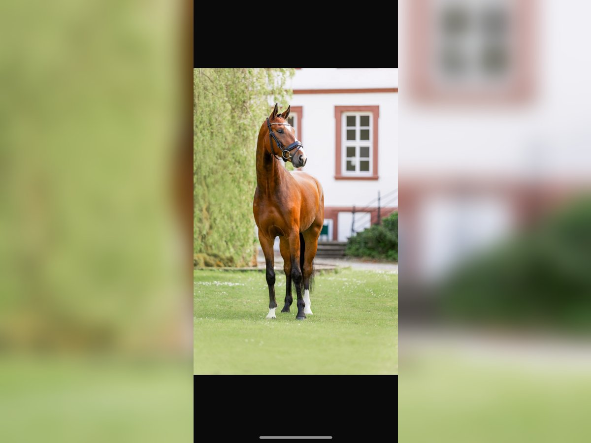 Hannoveraner Wallach 5 Jahre 167 cm Brauner in Holenberg