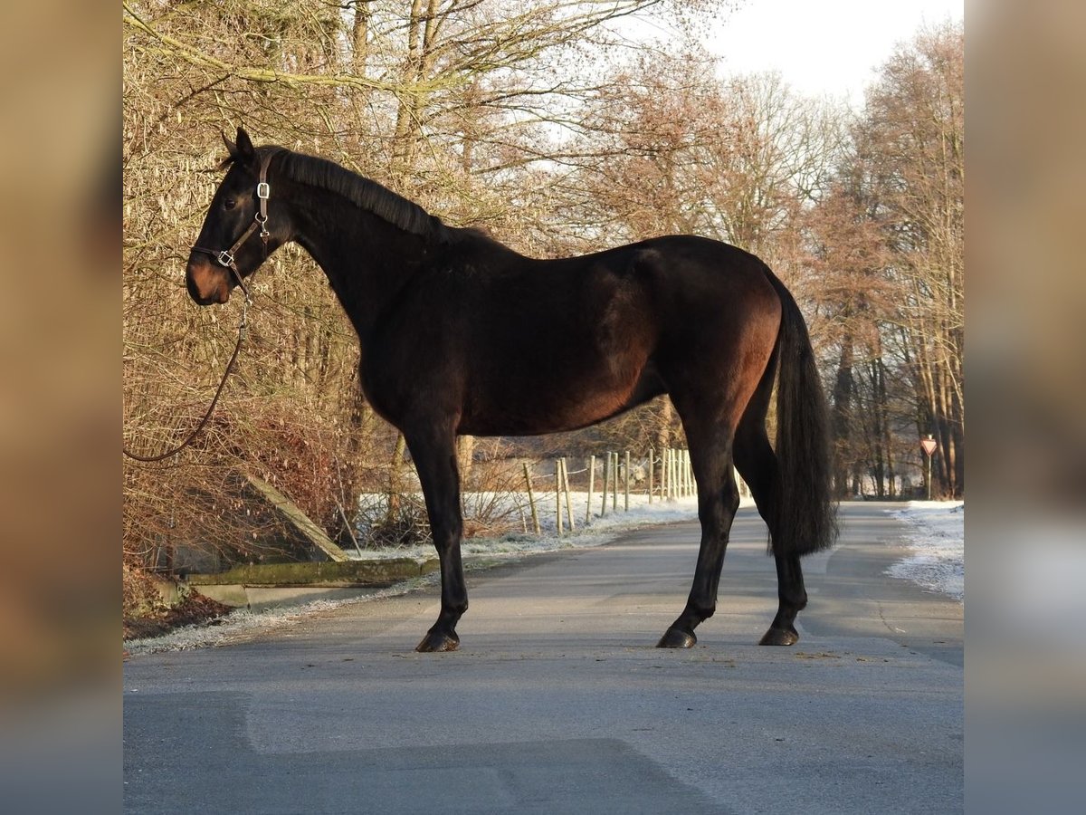 Hannoveraner Wallach 5 Jahre 167 cm Dunkelbrauner in Verl