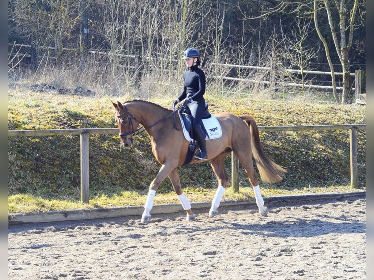 Hannoveraner Wallach 5 Jahre 167 cm Fuchs in Wellheim