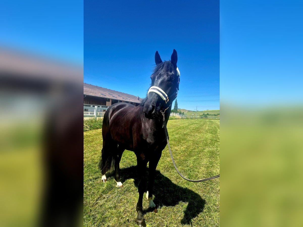 Hannoveraner Wallach 5 Jahre 167 cm Rappe in Arnegg