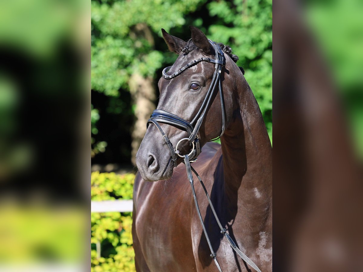 Hannoveraner Wallach 5 Jahre 167 cm Rappe in Gomadingen