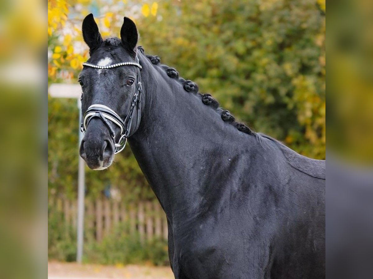 Hannoveraner Wallach 5 Jahre 167 cm Rappe in Gleichen Hannoveraner Wallach 5 Jahre 167 cm Rappe in Gleichen