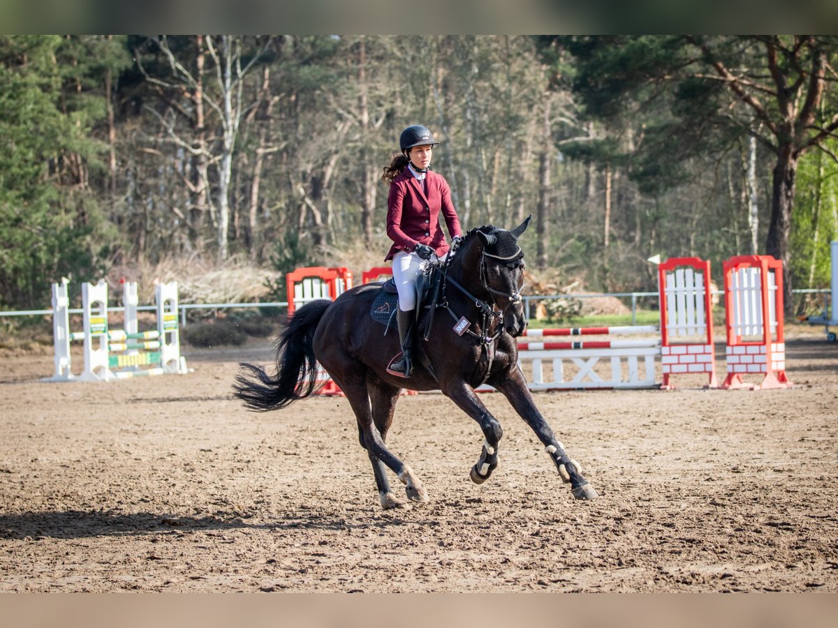 Hannoveraner Wallach 5 Jahre 167 cm Rappe in Schwanewede