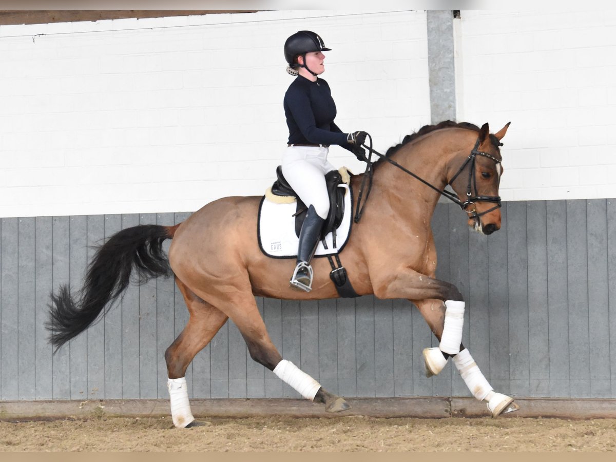 Hannoveraner Wallach 5 Jahre 168 cm Brauner in Tiddische