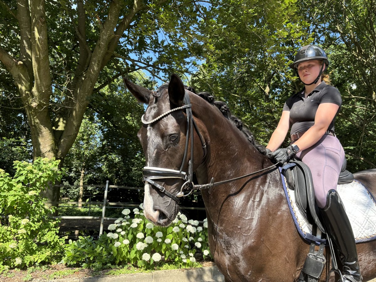 Hannoveraner Wallach 5 Jahre 168 cm Dunkelbrauner in Sottrum