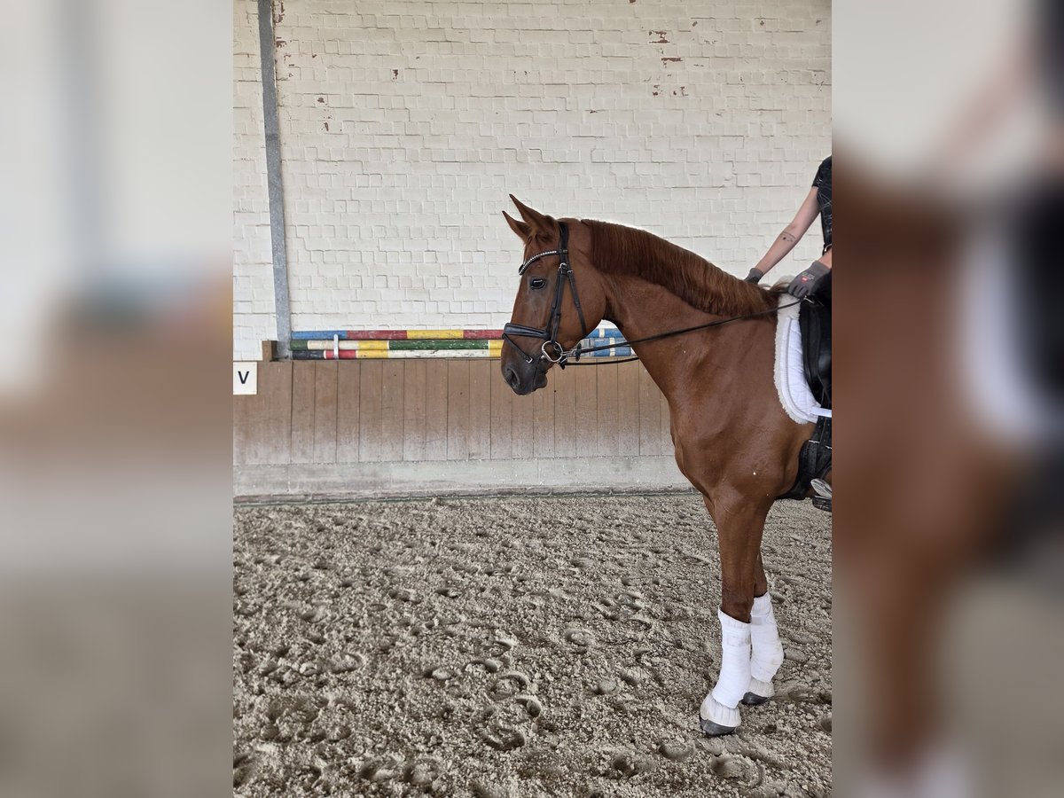Hannoveraner, Wallach in Wunstorf