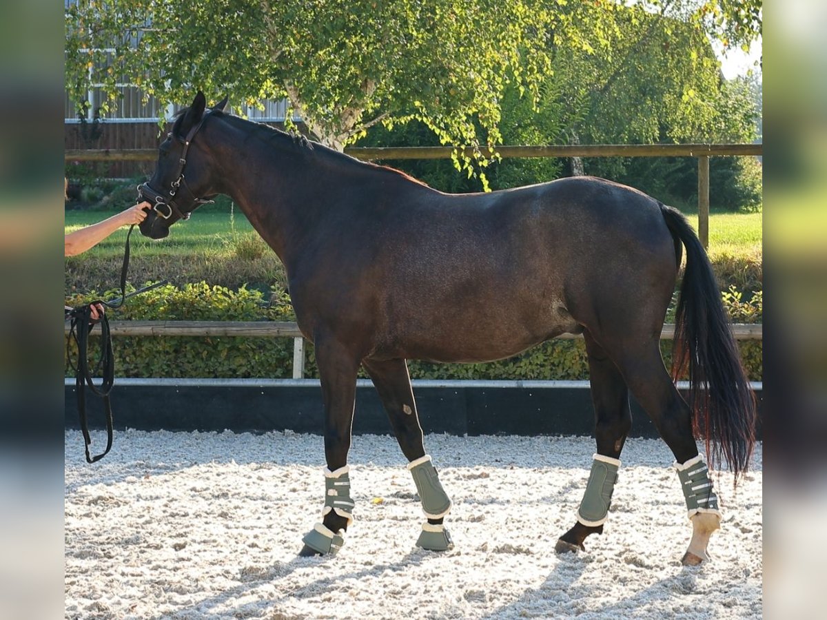 Hannoveraner Wallach 5 Jahre 168 cm Rappe in Bad Orb