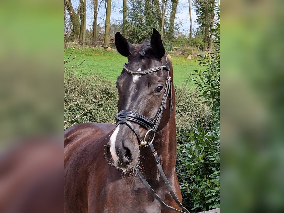 Hannoveraner Wallach 5 Jahre 168 cm Rappe in Ostercappeln