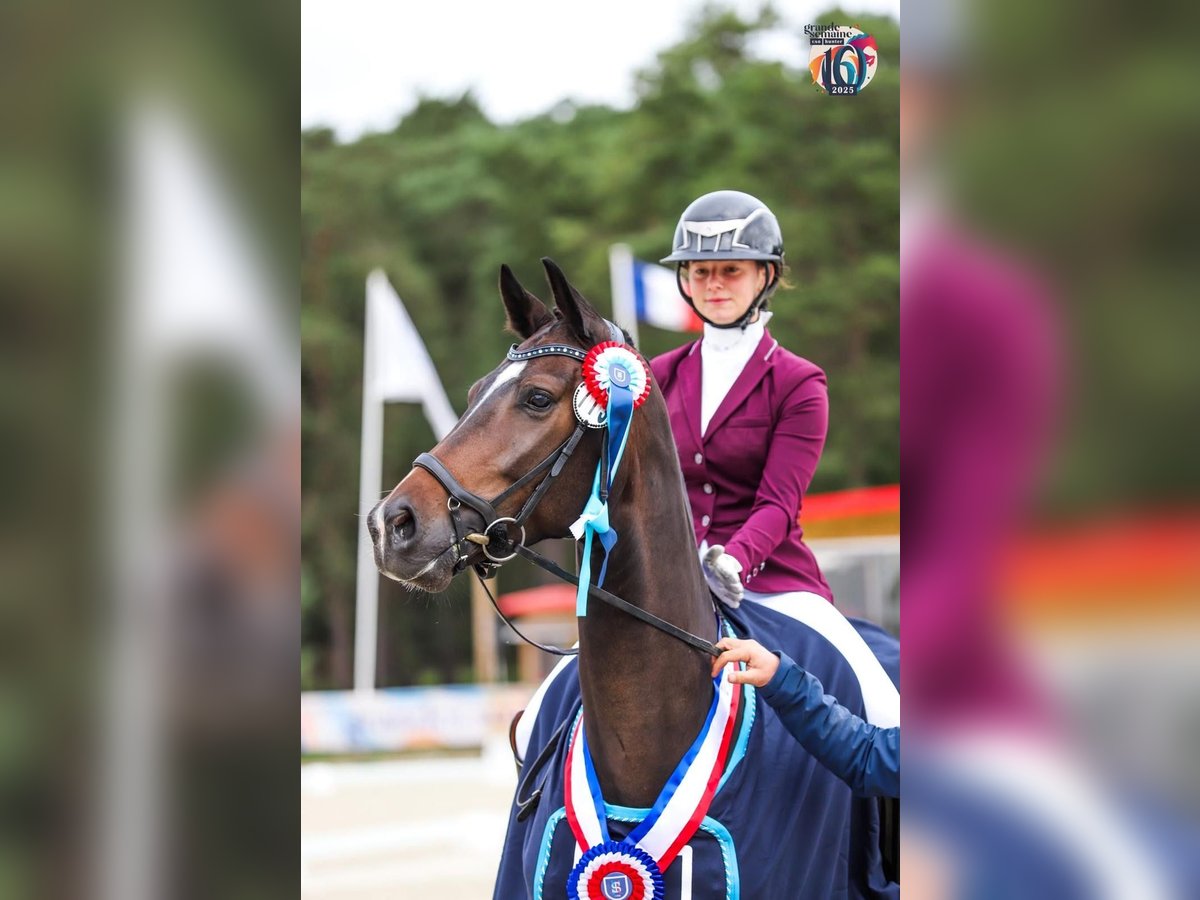 Hannoveraner Wallach 5 Jahre 168 cm Schwarzbrauner in Rouvres