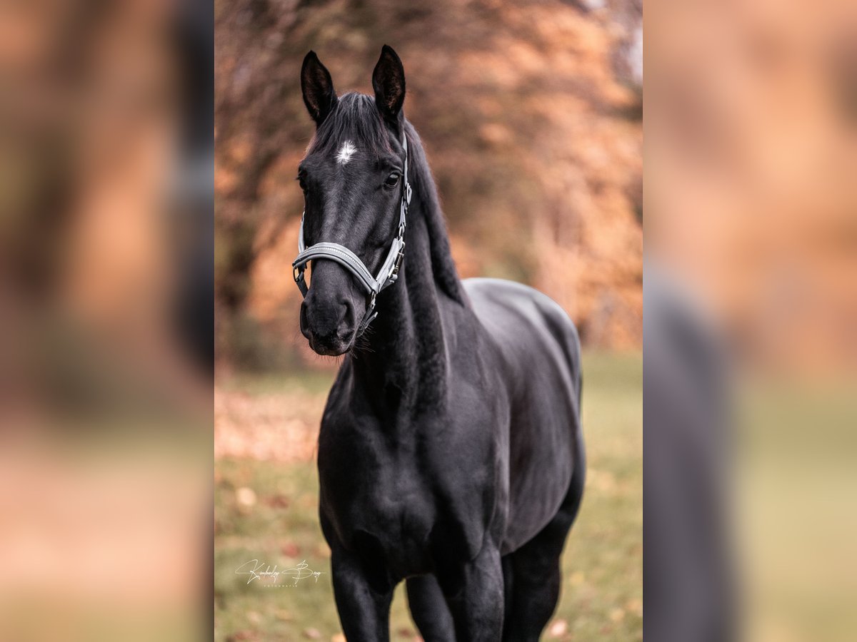 Hannoveraner Wallach 5 Jahre 168 cm Schwarzbrauner in Seesen