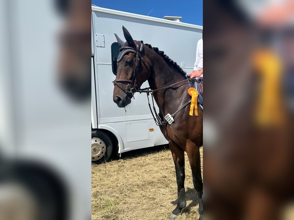 Hannoveraner Wallach 5 Jahre 168 cm in SimmershofenSimmershofen