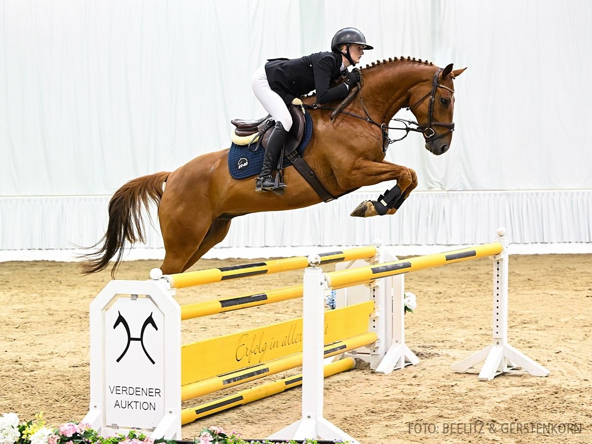 Hannoveraner Wallach 5 Jahre 169 cm Fuchs in Verden