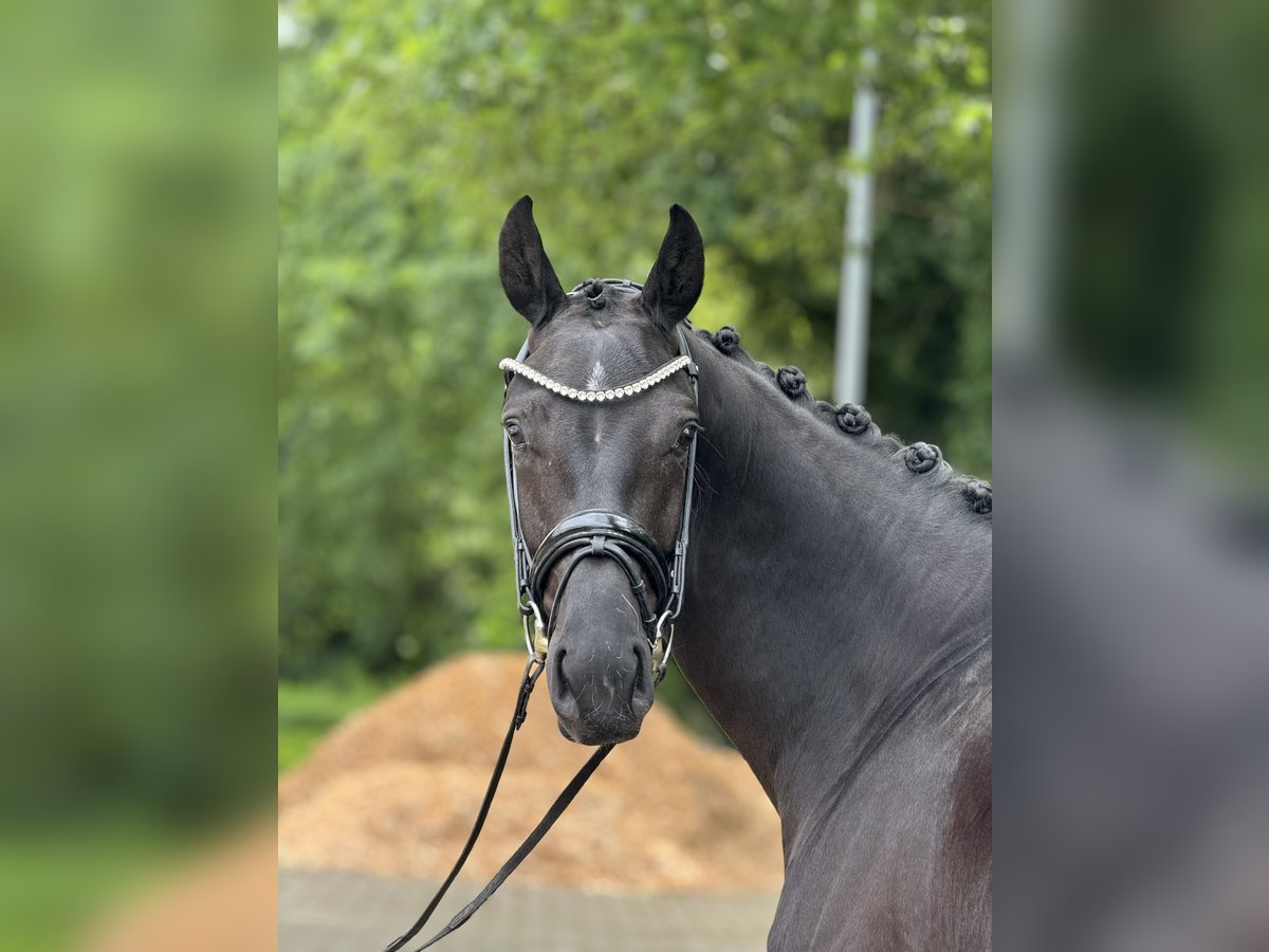 Hannoveraner Wallach 5 Jahre 169 cm Rappe in Nienburg (Weser)