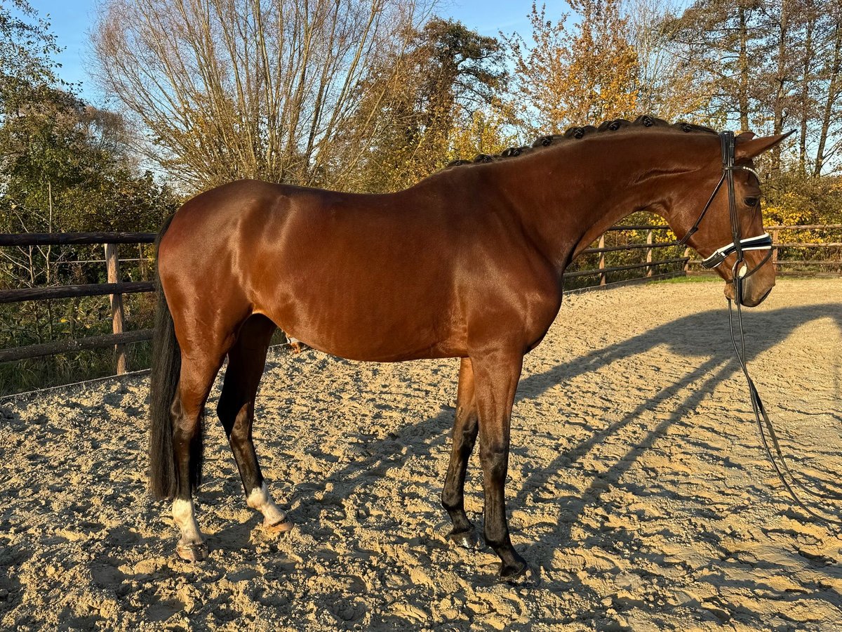 Hannoveraner Wallach 5 Jahre 170 cm Brauner in Hamm