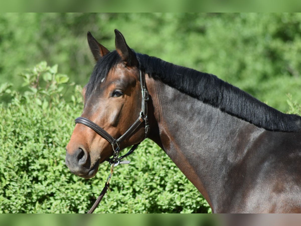 Hannoveraner Wallach 5 Jahre 170 cm Brauner in Düsseldorf