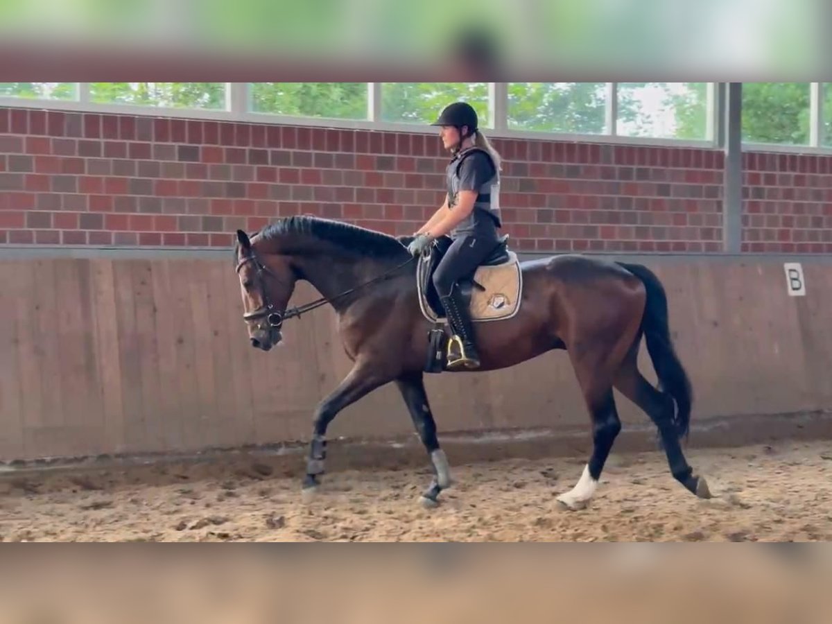 Hannoveraner Wallach 5 Jahre 170 cm Dunkelbrauner in Fr&#xF6;ndenberg