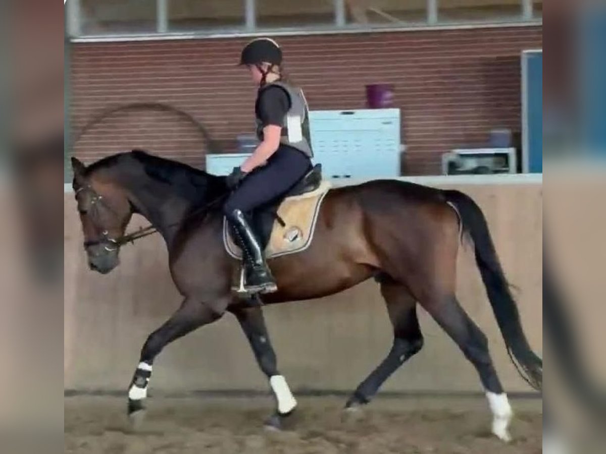 Hannoveraner Wallach 5 Jahre 170 cm Dunkelbrauner in Fr&#xF6;ndenberg