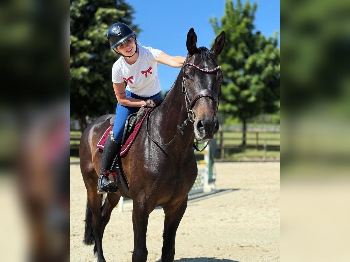 Hannoveraner Wallach 5 Jahre 170 cm Dunkelbrauner in Rheinbach