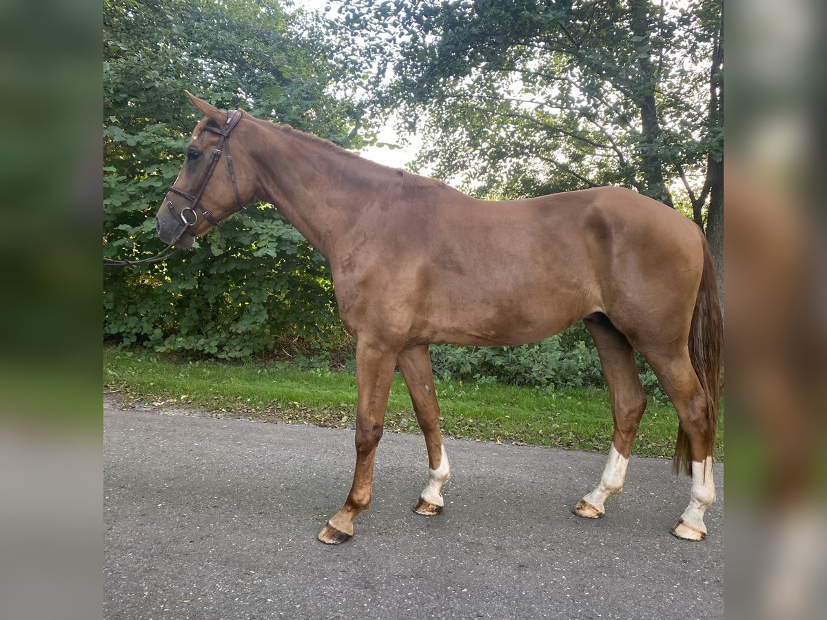 Hannoveraner Wallach 5 Jahre 170 cm Fuchs in Wagenfeld