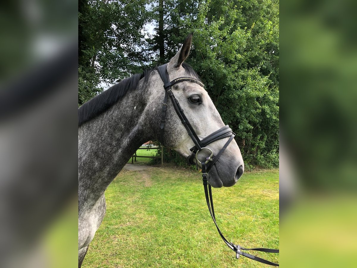 Hannoveraner Wallach 5 Jahre 170 cm Schimmel in Salzhausen
