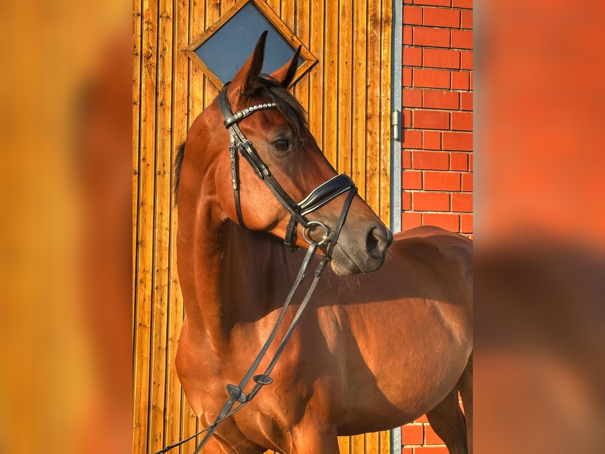 Hannoveraner Wallach 5 Jahre 171 cm Brauner in Sauensiek