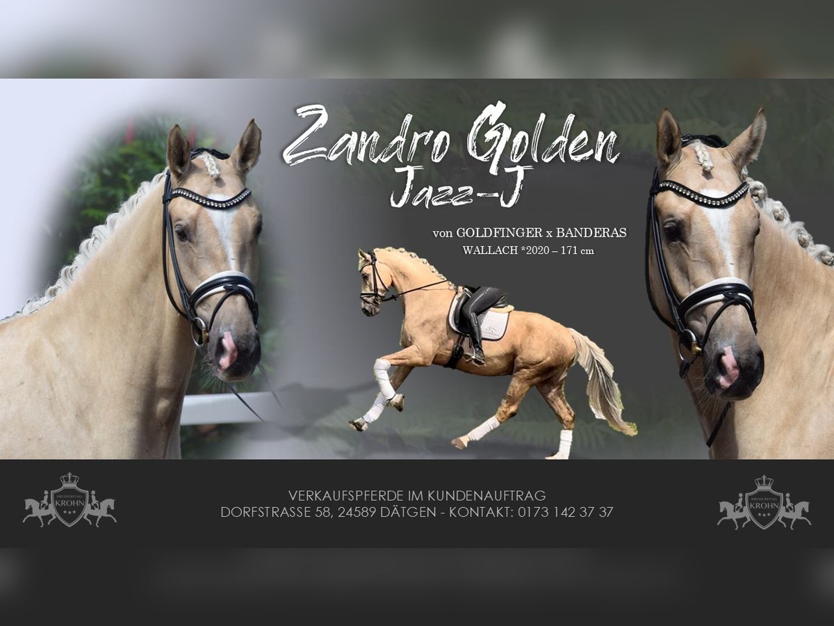Hannoveraner Wallach 5 Jahre 171 cm Palomino in D&#xE4;tgen