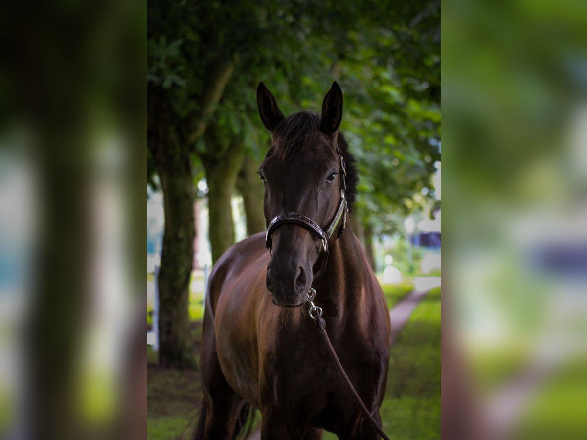 Hannoveraner Wallach 5 Jahre 171 cm Rappe in Westerstede