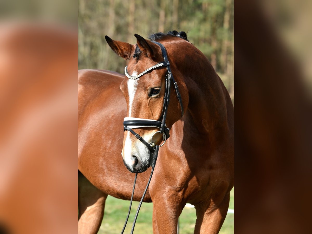 Hannoveraner Wallach 5 Jahre 172 cm Brauner in Kamern
