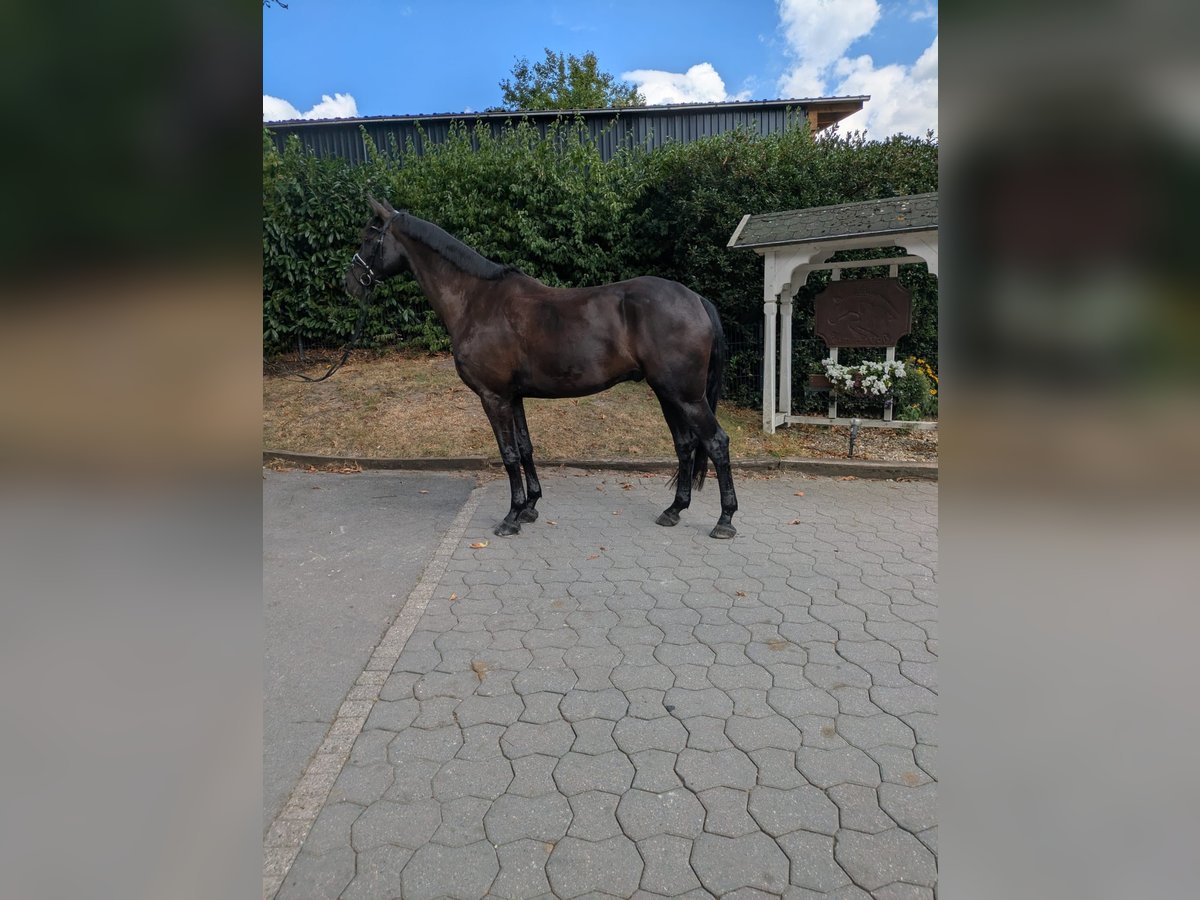 Hannoveraner Wallach 5 Jahre 172 cm Dunkelbrauner in H&#xFC;nxe