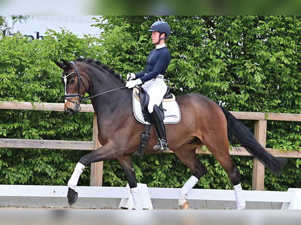 Hannoveraner Wallach 5 Jahre 172 cm Dunkelbrauner in Vechta
