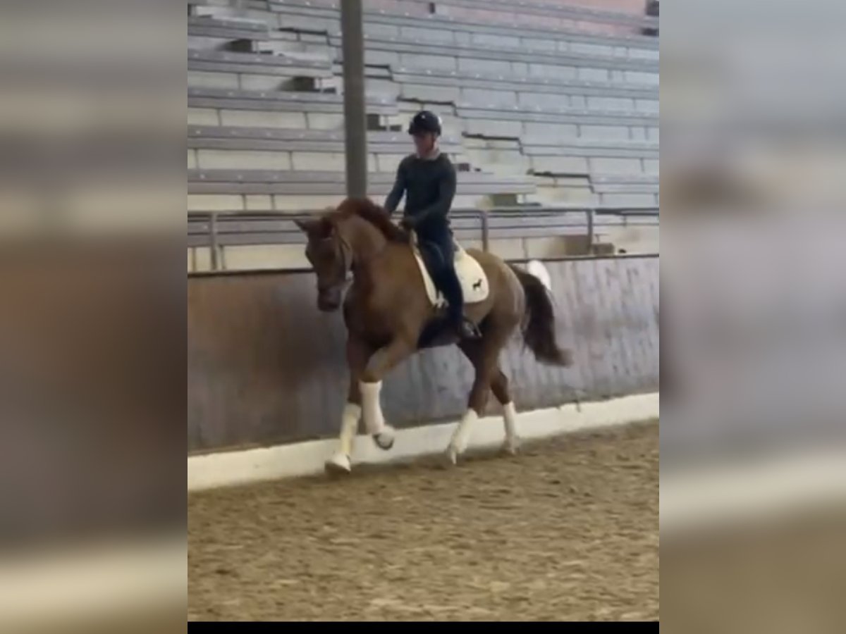 Hannoveraner Wallach 5 Jahre 172 cm Dunkelfuchs in Hamm