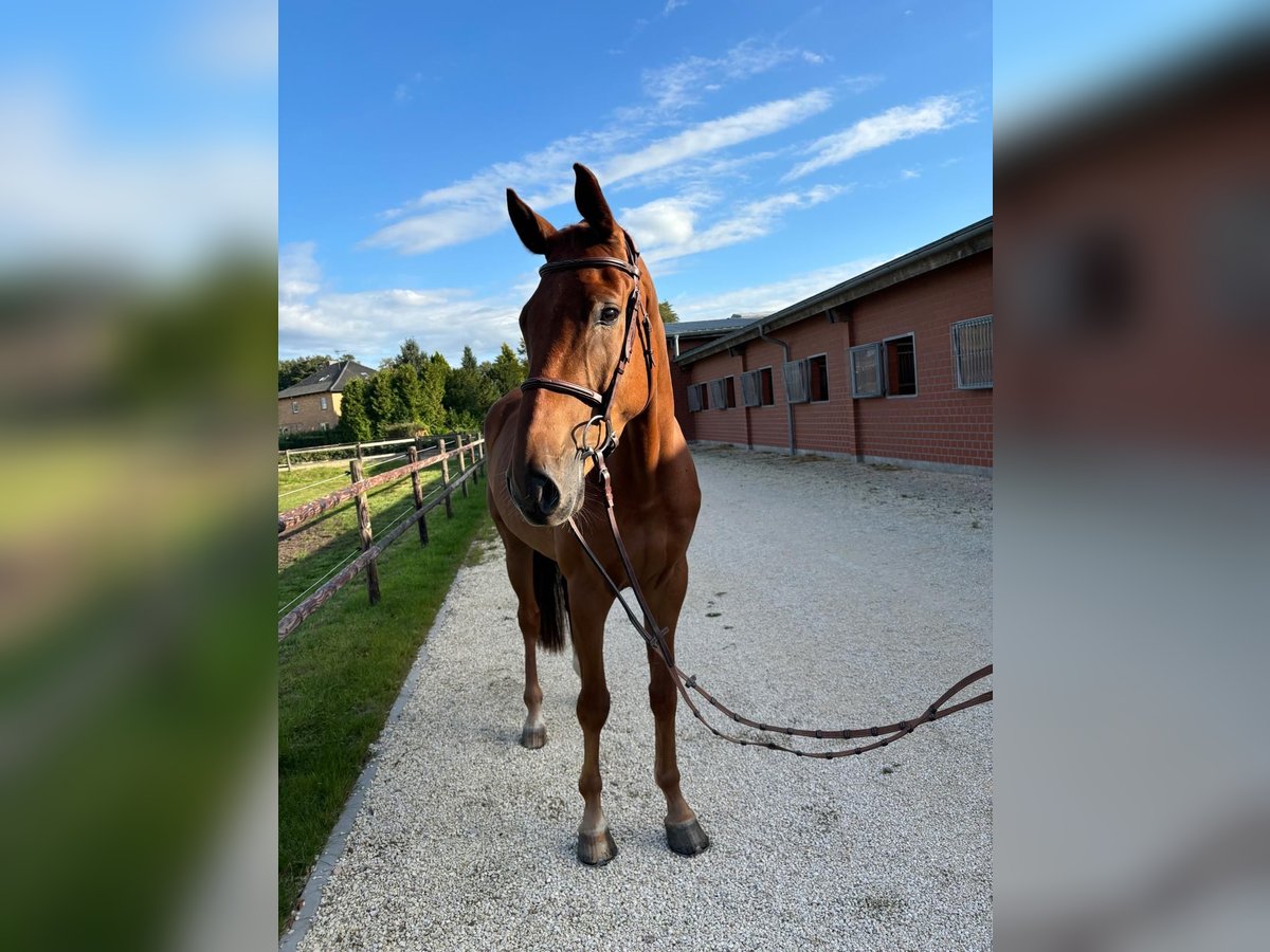 Hannoveraner Wallach 5 Jahre 172 cm Fuchs in Rhade