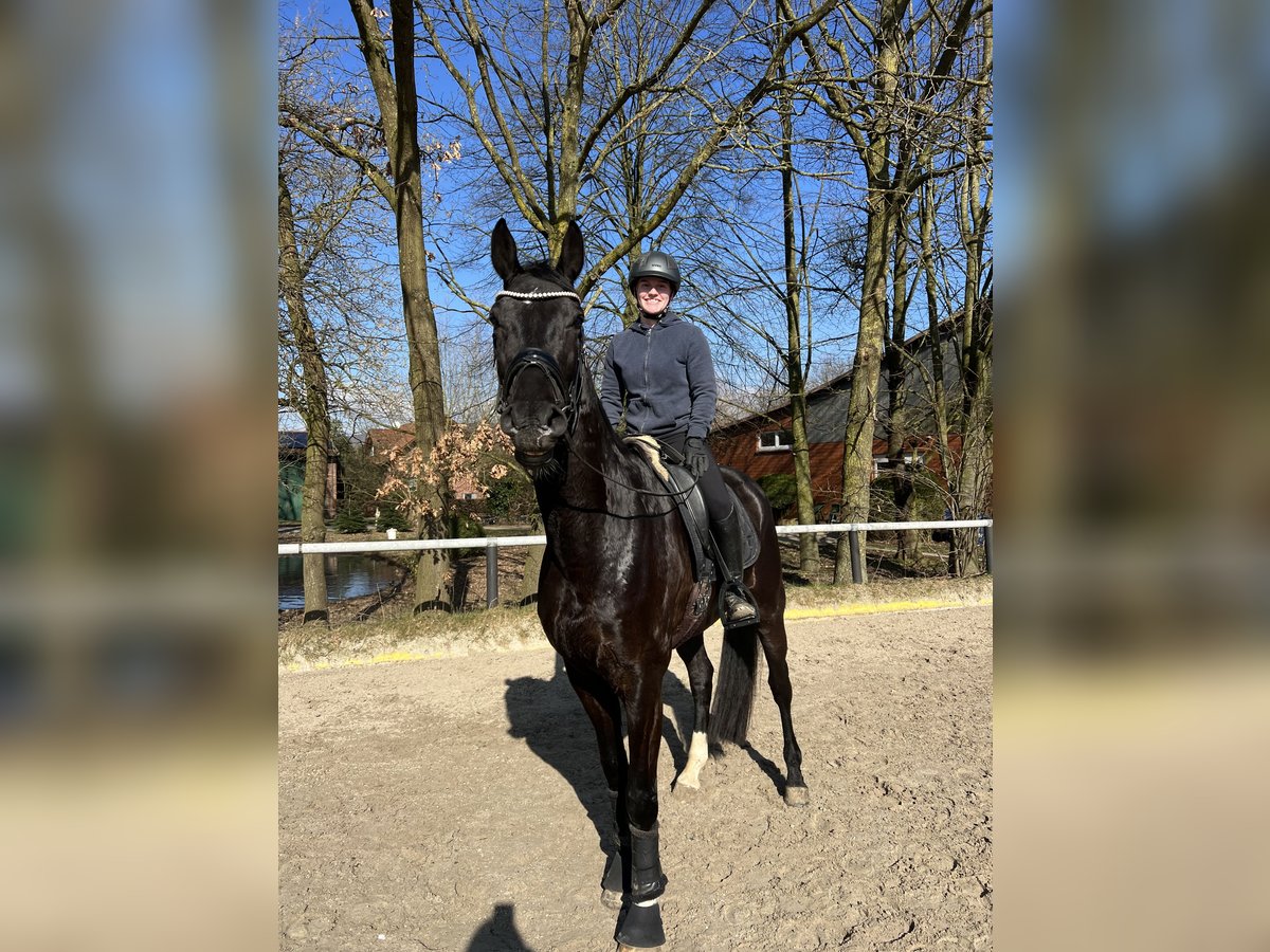 Hannoveraner Wallach 5 Jahre 172 cm Rappe in Bad Oeynhausen