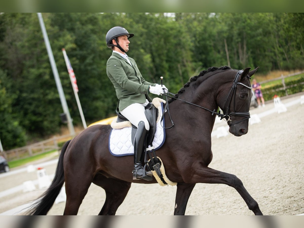 Hannoveraner Wallach 5 Jahre 172 cm Rappe in Emlichheim