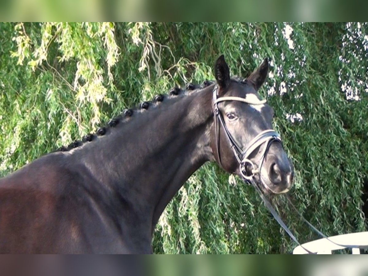 Hannoveraner Wallach 5 Jahre 172 cm Rappe in Linau
