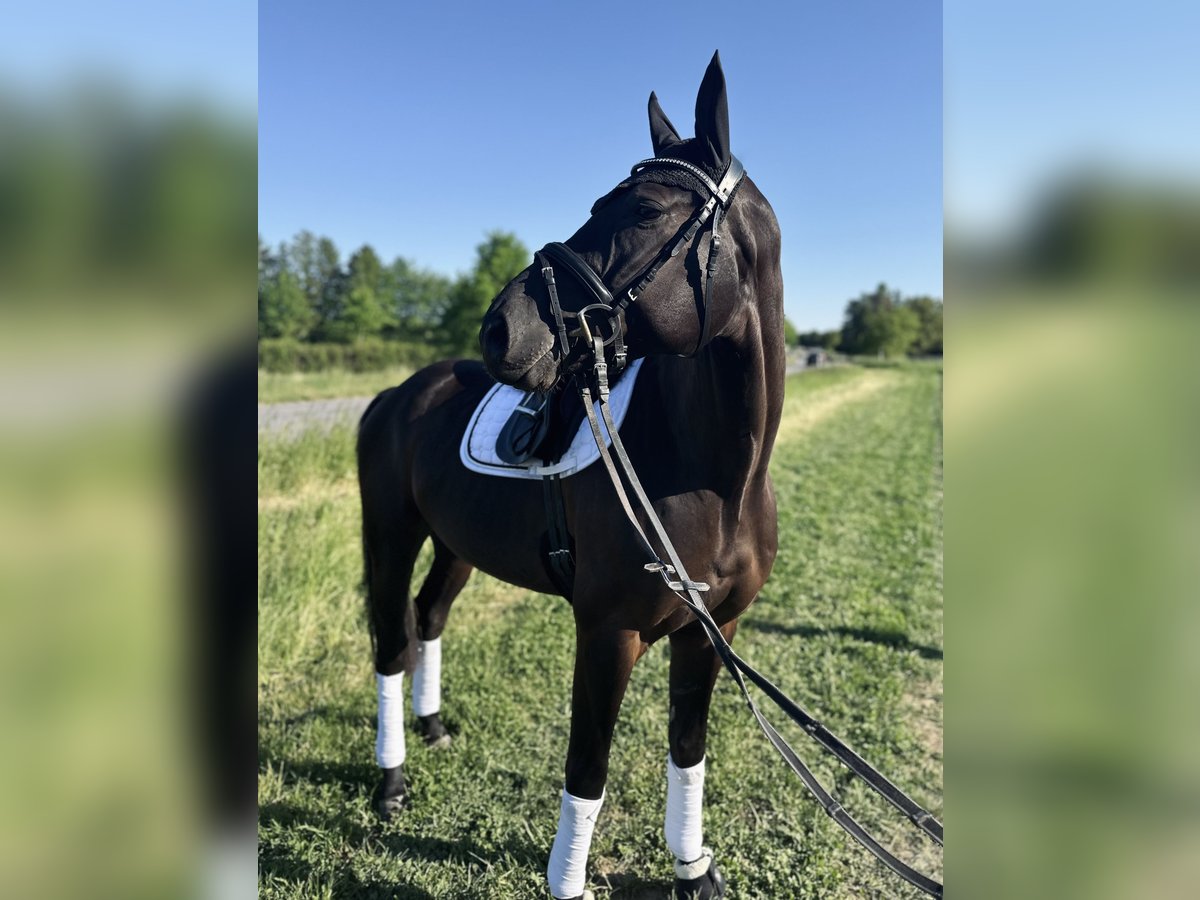 Hannoveraner Wallach 5 Jahre 172 cm Rappe in Darmstadt