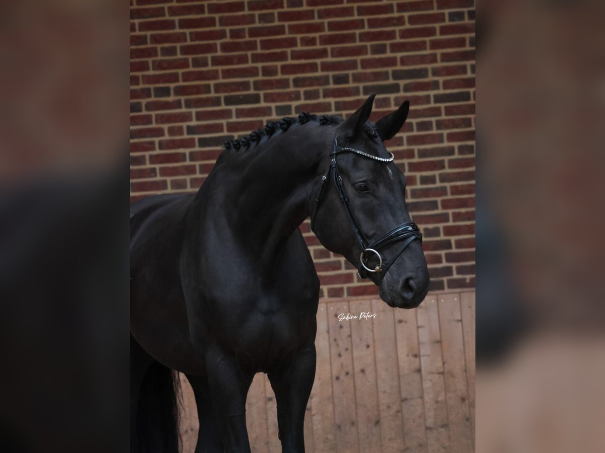 Hannoveraner Wallach 5 Jahre 172 cm Rappe in Goch