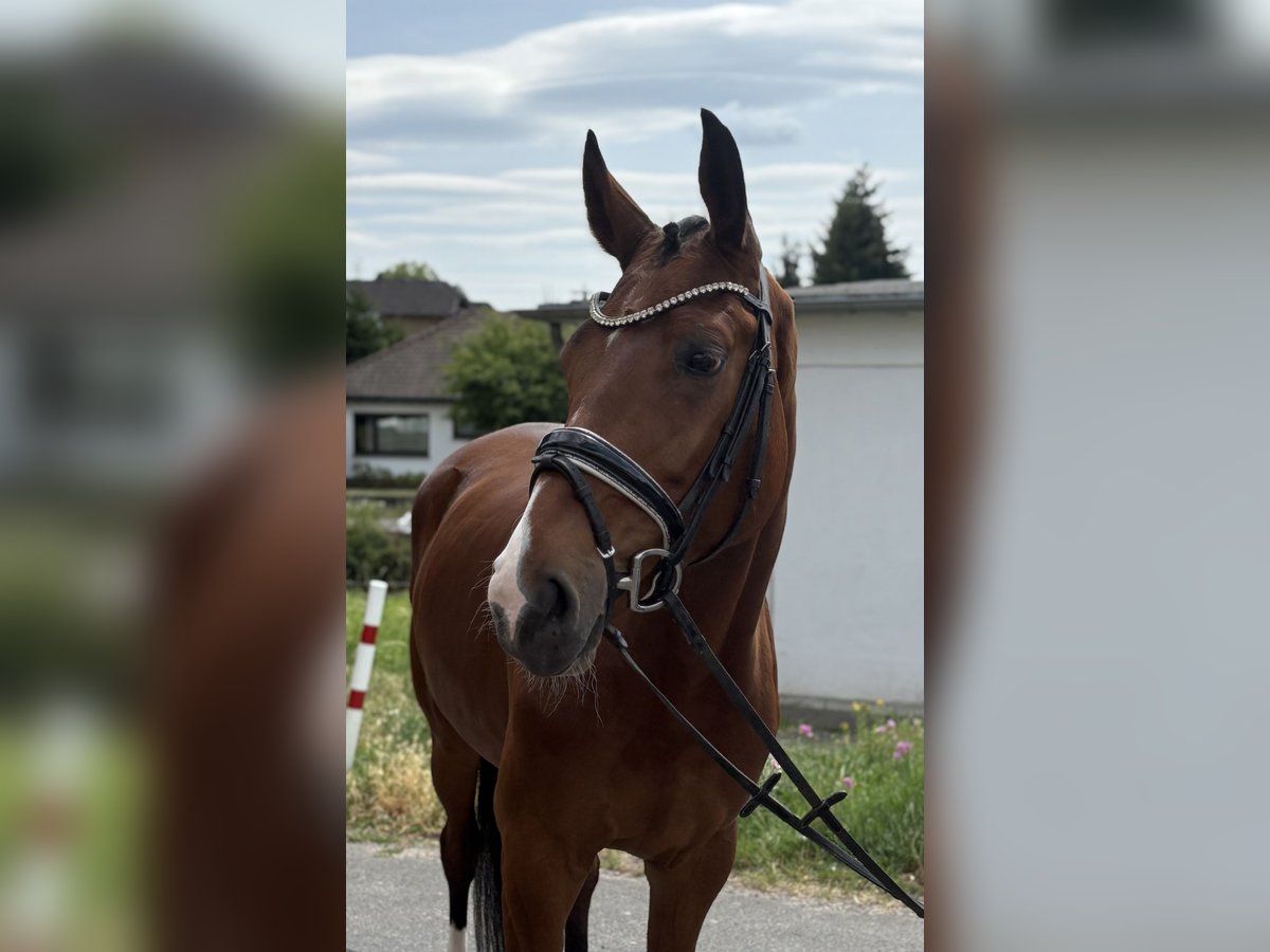 Hannoveraner Wallach 5 Jahre 173 cm Brauner in Niederkassel