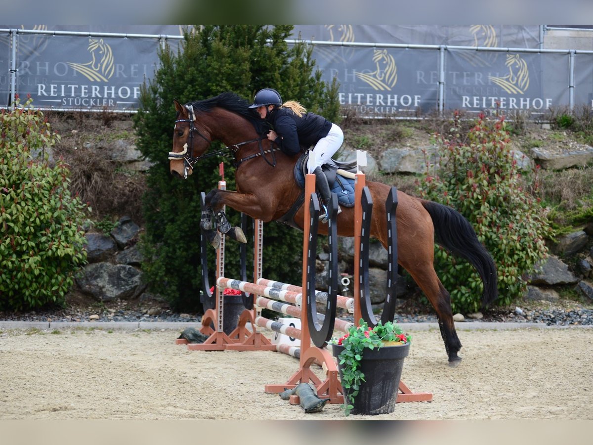 Hannoveraner Wallach 5 Jahre 173 cm Brauner in Klagenfurt,11.Bez.:St. Ruprecht