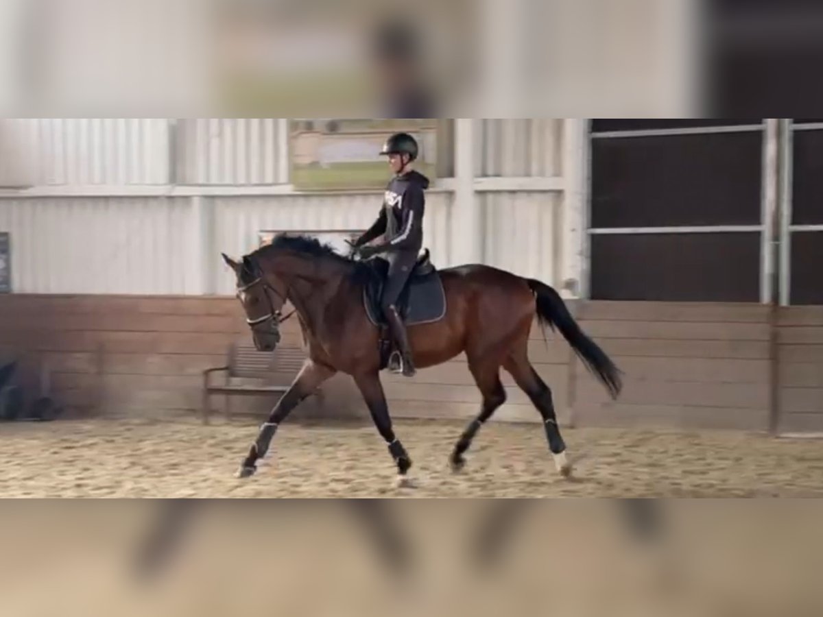 Hannoveraner, Wallach in Balge