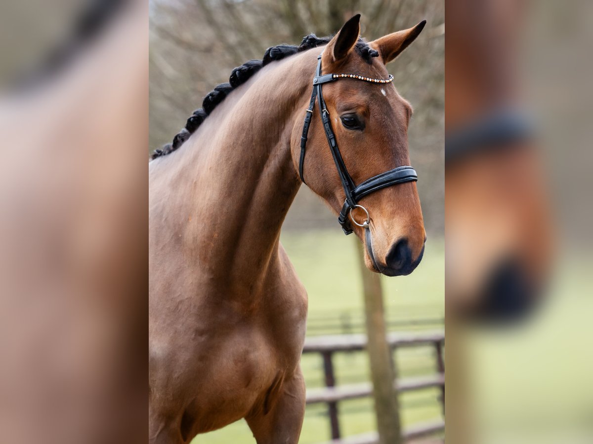 Hannoveraner Wallach 5 Jahre 175 cm Brauner in St.Vith