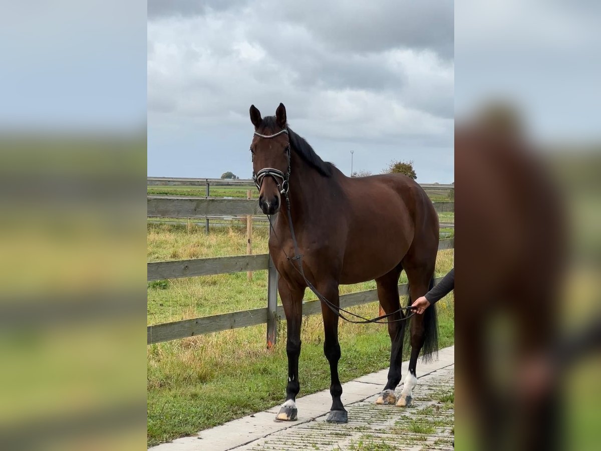 Hannoveraner Wallach 5 Jahre 175 cm Brauner in Hildesheim