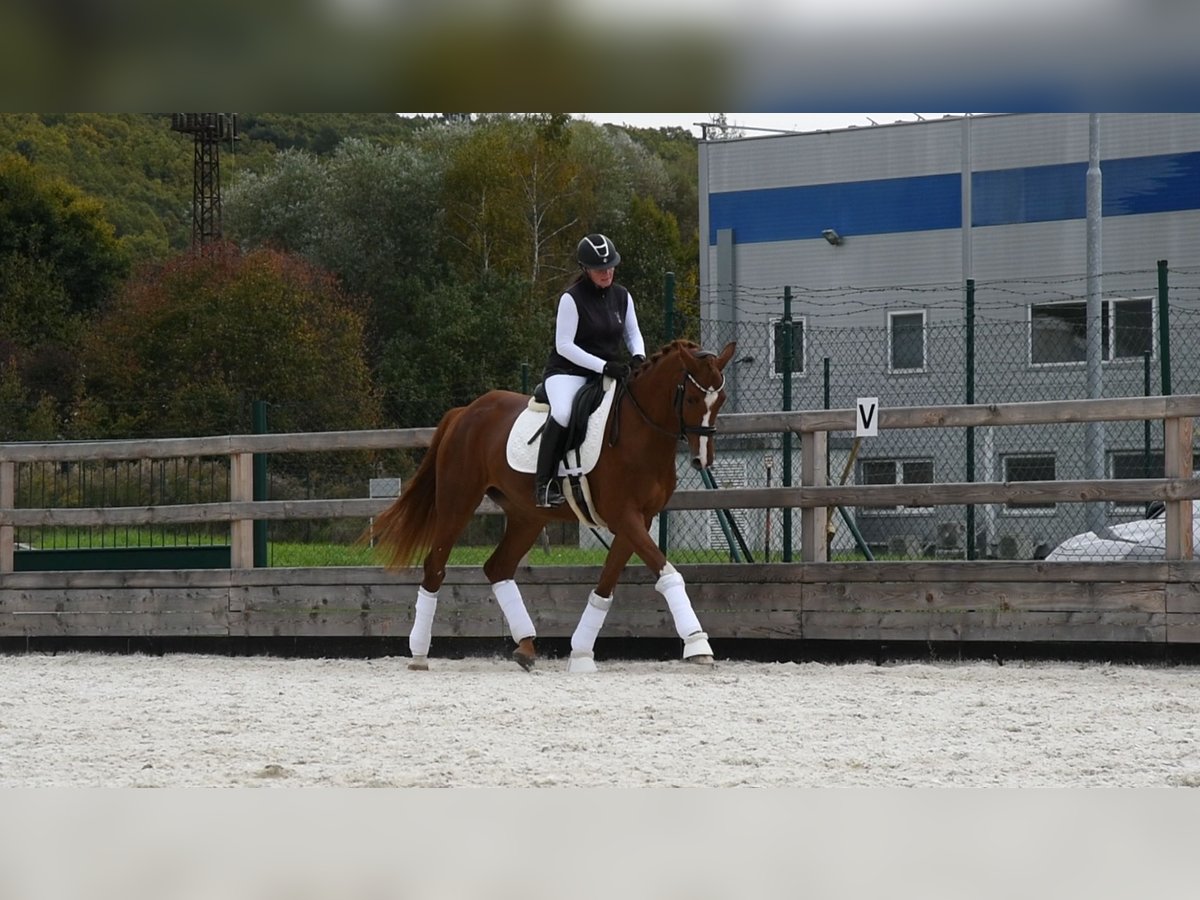Hannoveraner Wallach 5 Jahre 175 cm Dunkelfuchs in Vlkanová Hannoveraner Wallach 5 Jahre 175 cm Dunkelfuchs in Vlkanová