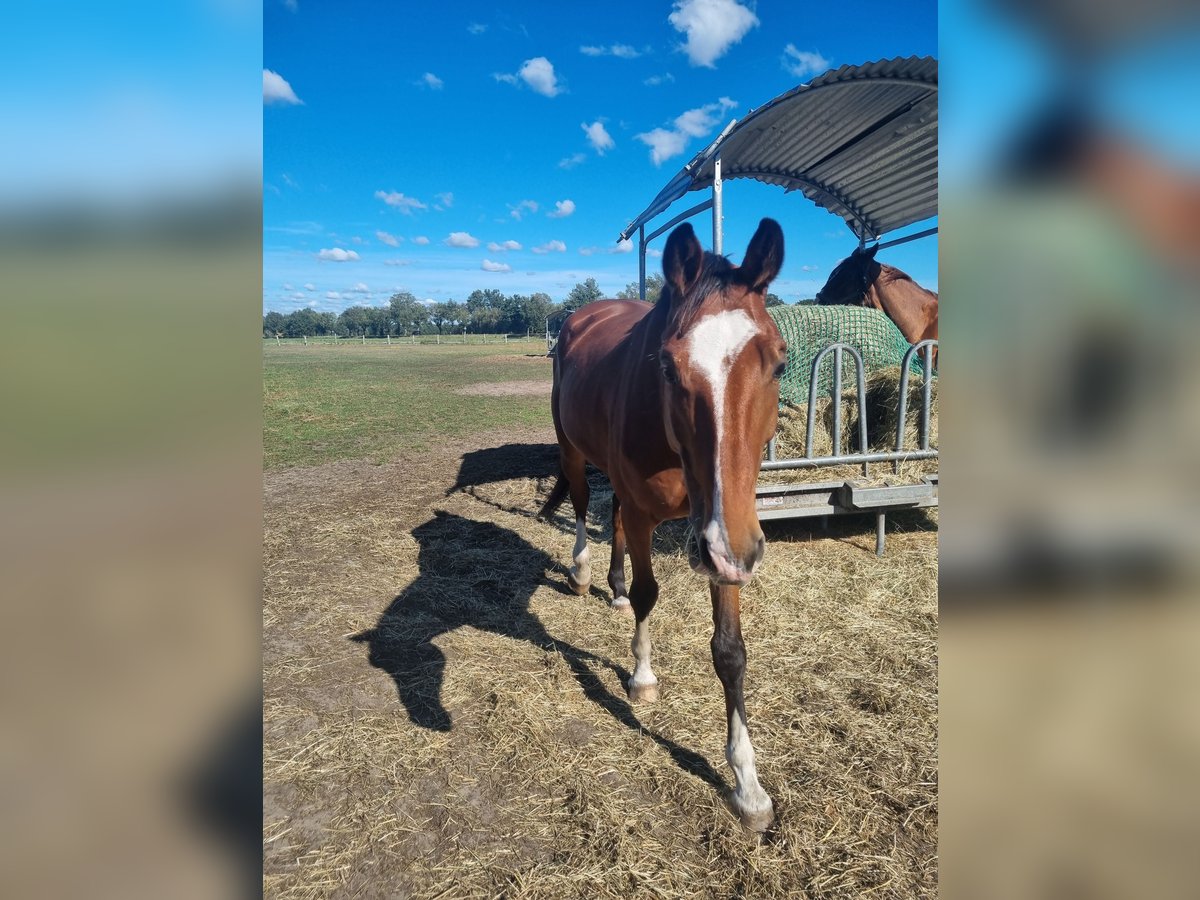 Hannoveraner Wallach 5 Jahre 176 cm Brauner in Wittorf
