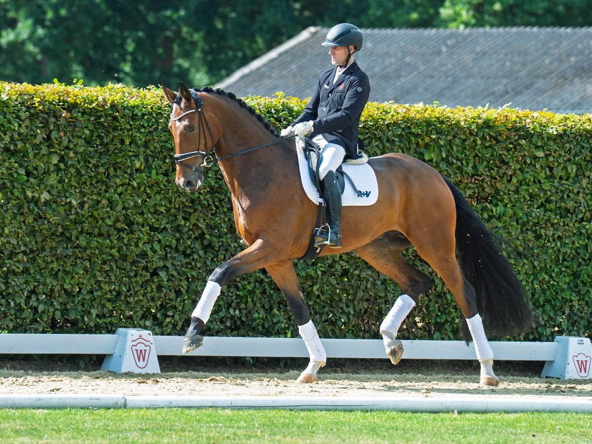 Hannoveraner Wallach 5 Jahre 176 cm Brauner in M&#xFC;nster-Handorf