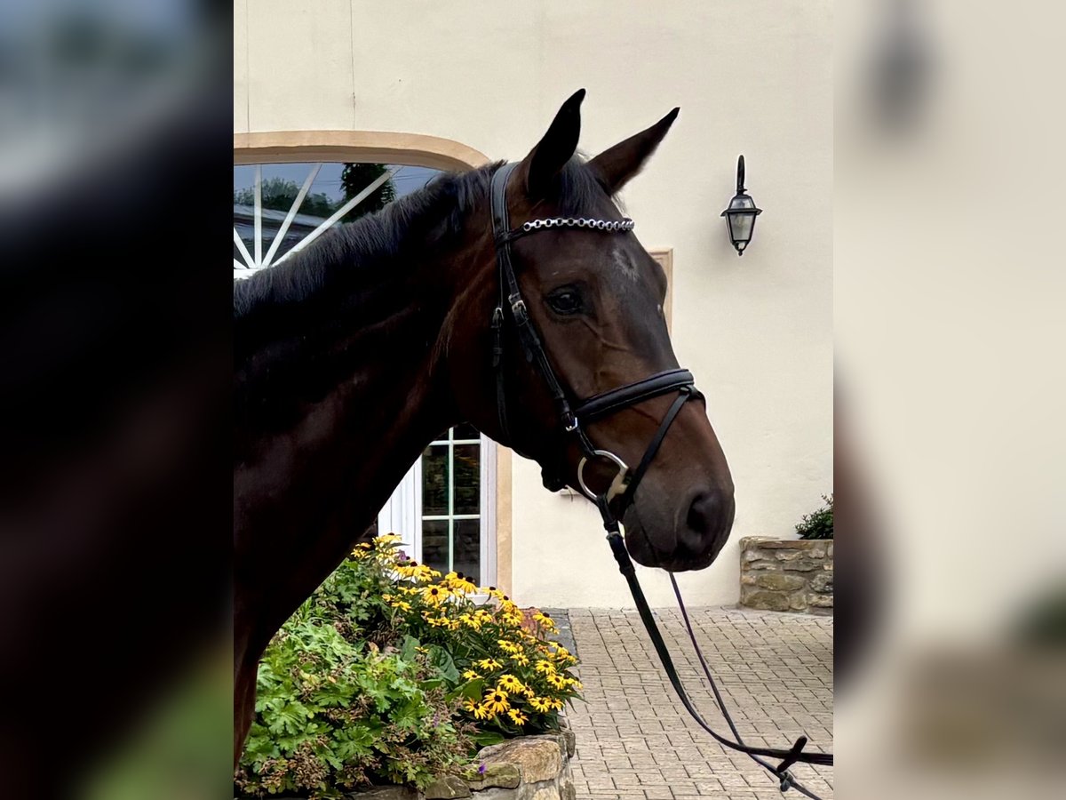 Hannoveraner Wallach 5 Jahre 176 cm Dunkelbrauner in Ostercappeln