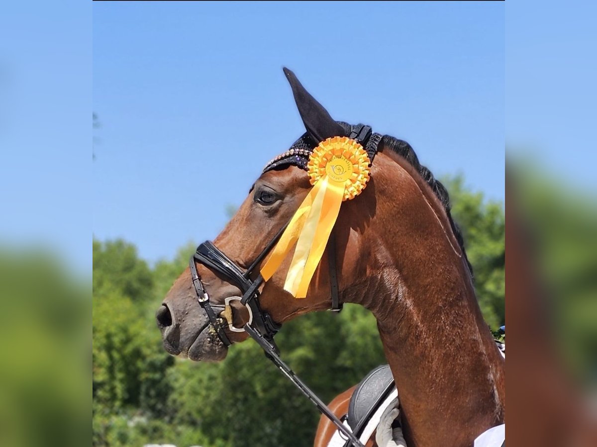 Hannoveraner Wallach 5 Jahre 178 cm Brauner in Lippetal