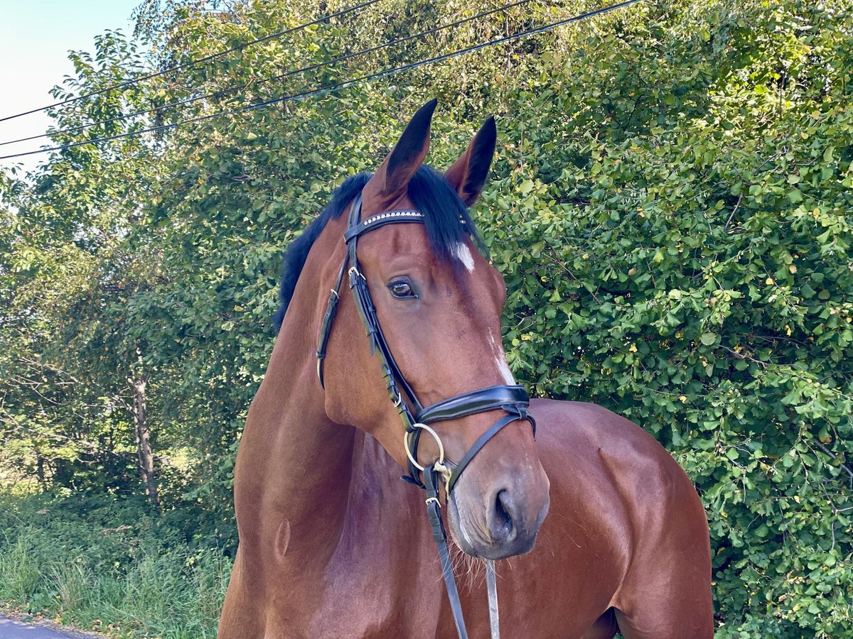 Hannoveraner Wallach 5 Jahre 178 cm Brauner in Overath