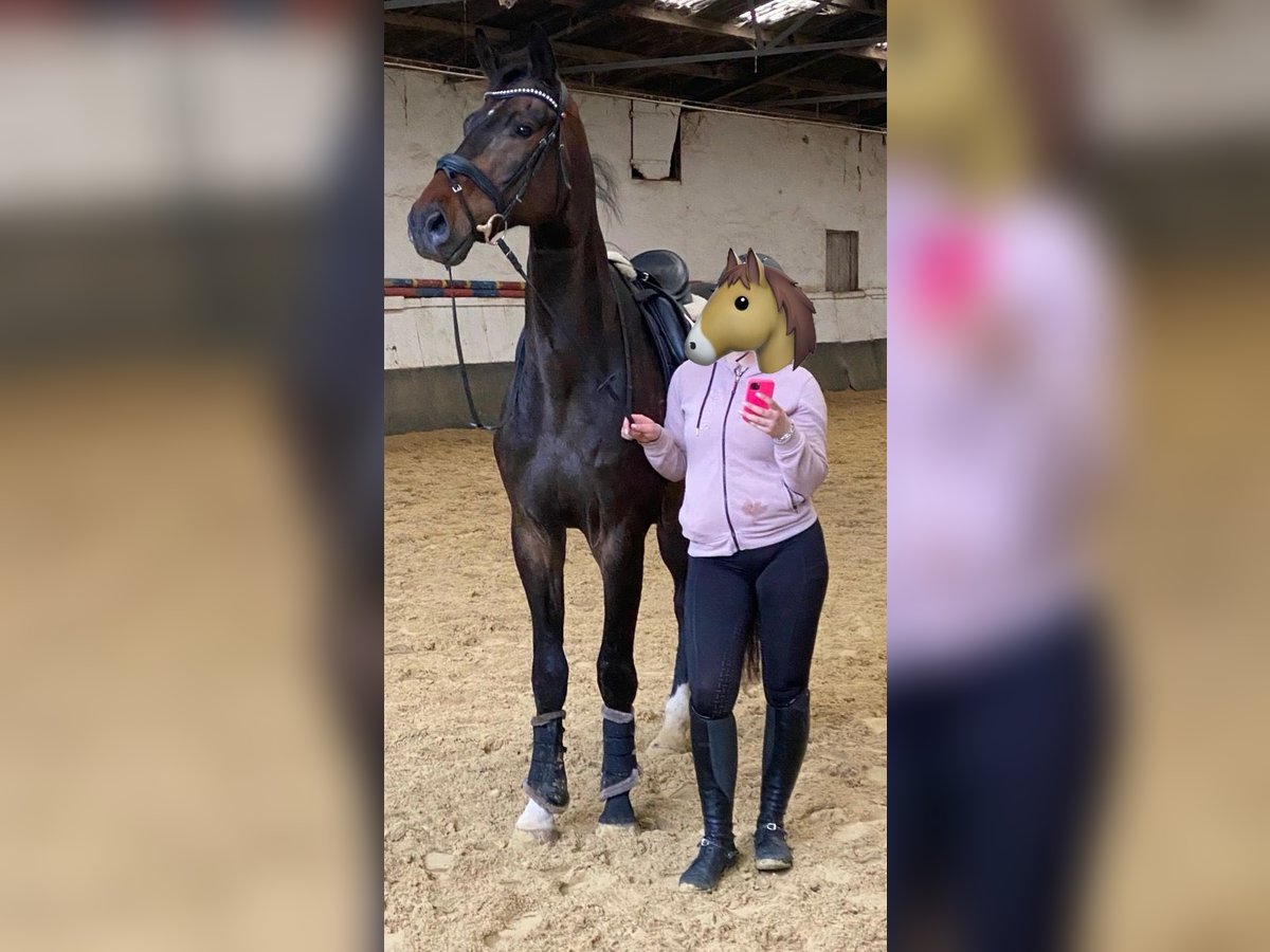 Hannoveraner Wallach 5 Jahre 183 cm Brauner in Solingen Hannoveraner Wallach 5 Jahre 183 cm Brauner in Solingen