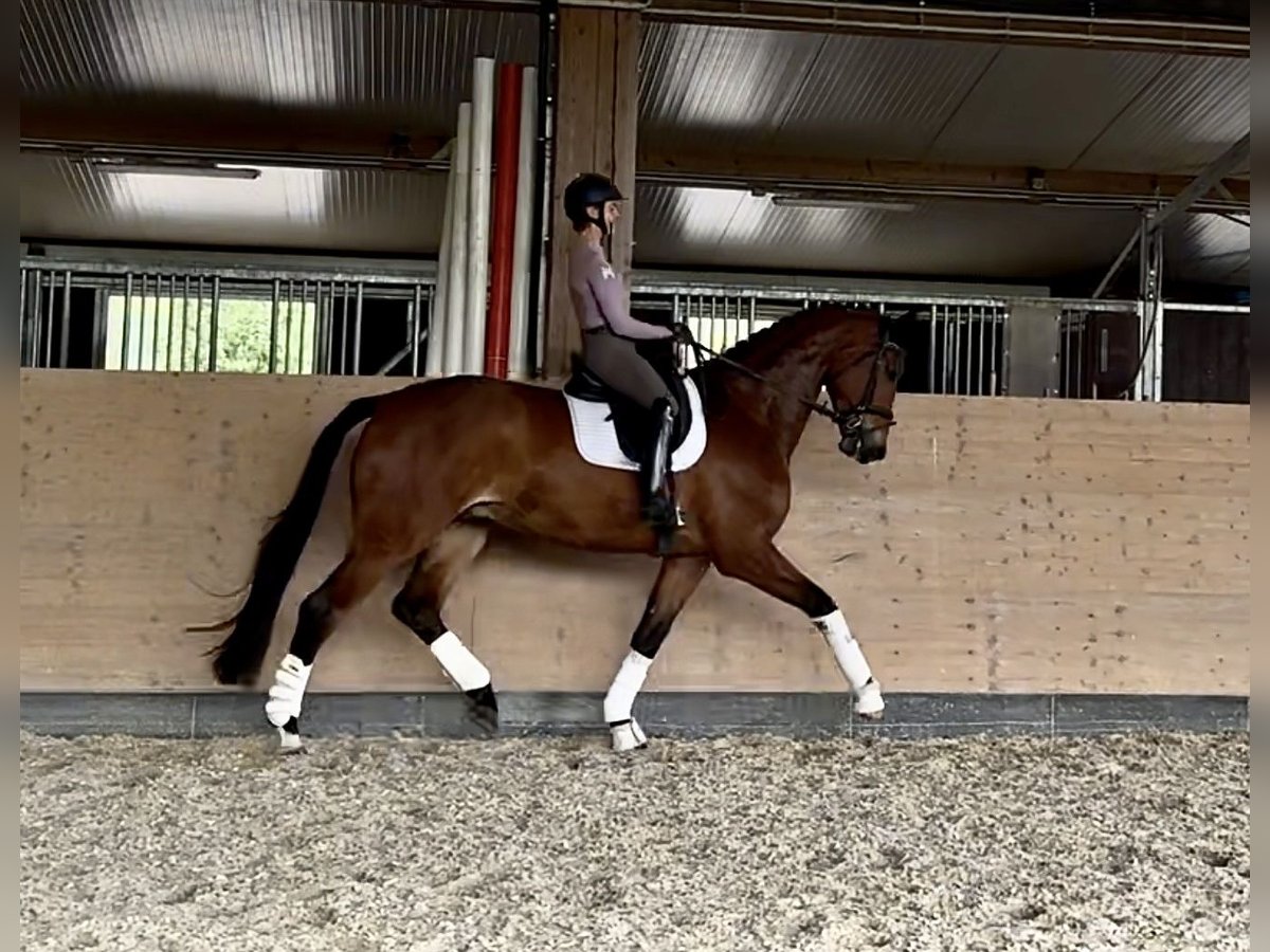 Hannoveraner Wallach 5 Jahre 189 cm Brauner in Windesheim